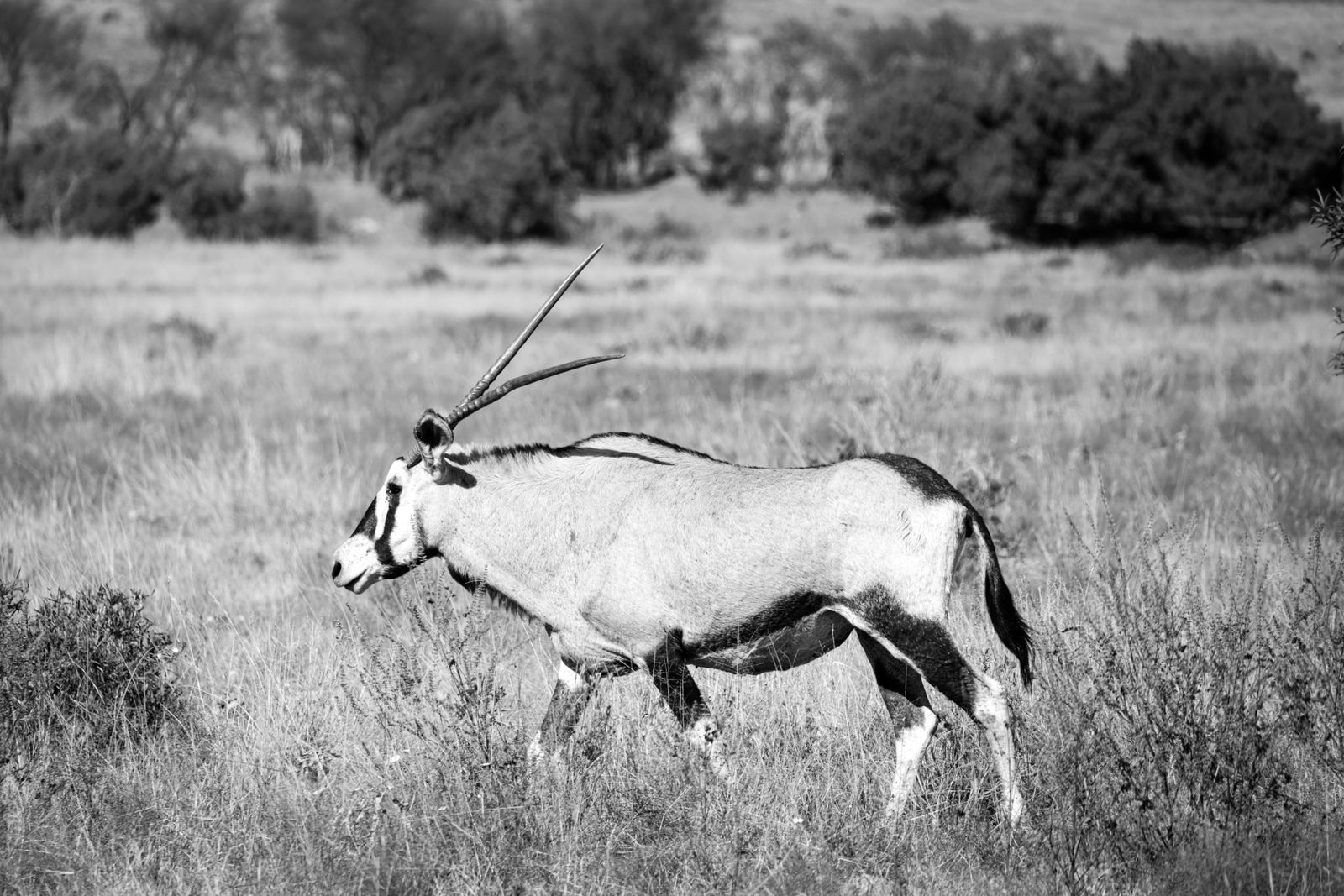 Oryx in the Namibian savanna